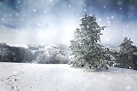 snow-tree2-small.jpg